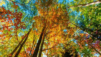 Eichen und Ahorne Bäume wechseln ihren Farben von Grün zu Gelb, Orange und Rot.