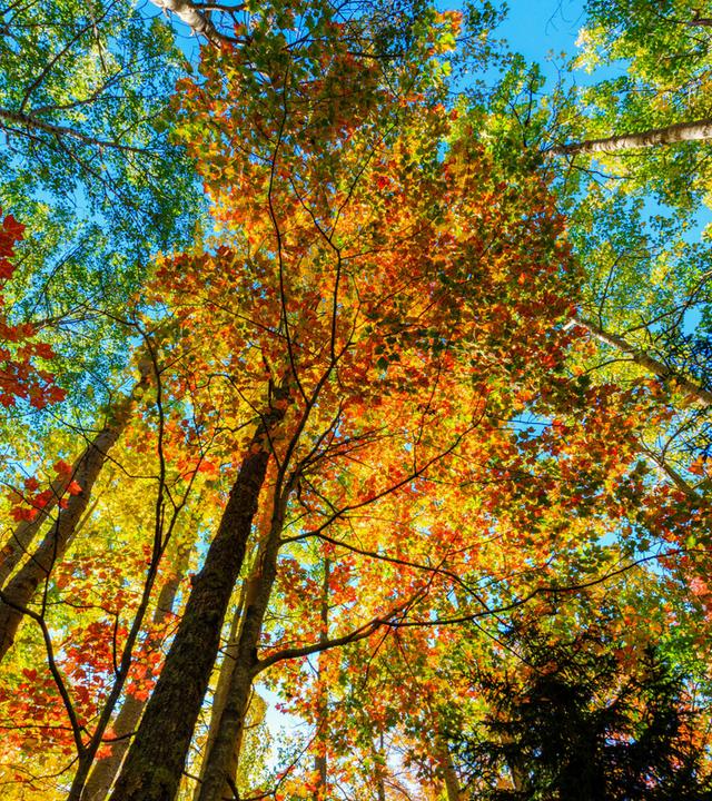 Eichen und Ahorne Bäume wechseln ihren Farben von Grün zu Gelb, Orange und Rot.