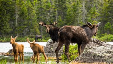 Eine Elchkuh und ihre Kälber erregen die Aufmerksamkeit eines Bullen. Baxter State Park, Maine.