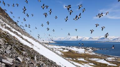 Die kleinen Alkenvögel kehren zu ihren über 200 Brutplätzen auf Svalbard zurück. 