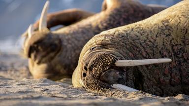 Walross "Siestas" können bis zu einer Woche dauern. 