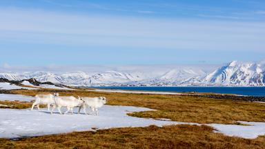  Im Frühling suchen die Rentiere oft die restlichen Schneetaschen auf, um sich abzukühlen.