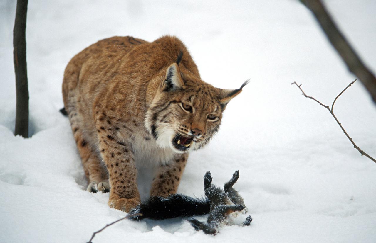 Luchs