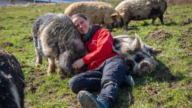 Eine Frau liegt auf einer Wiese neben grasenden Schweinen.
