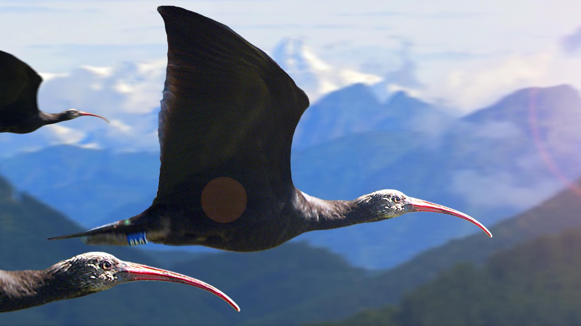 Zugvögel - Kampf ums Überleben 