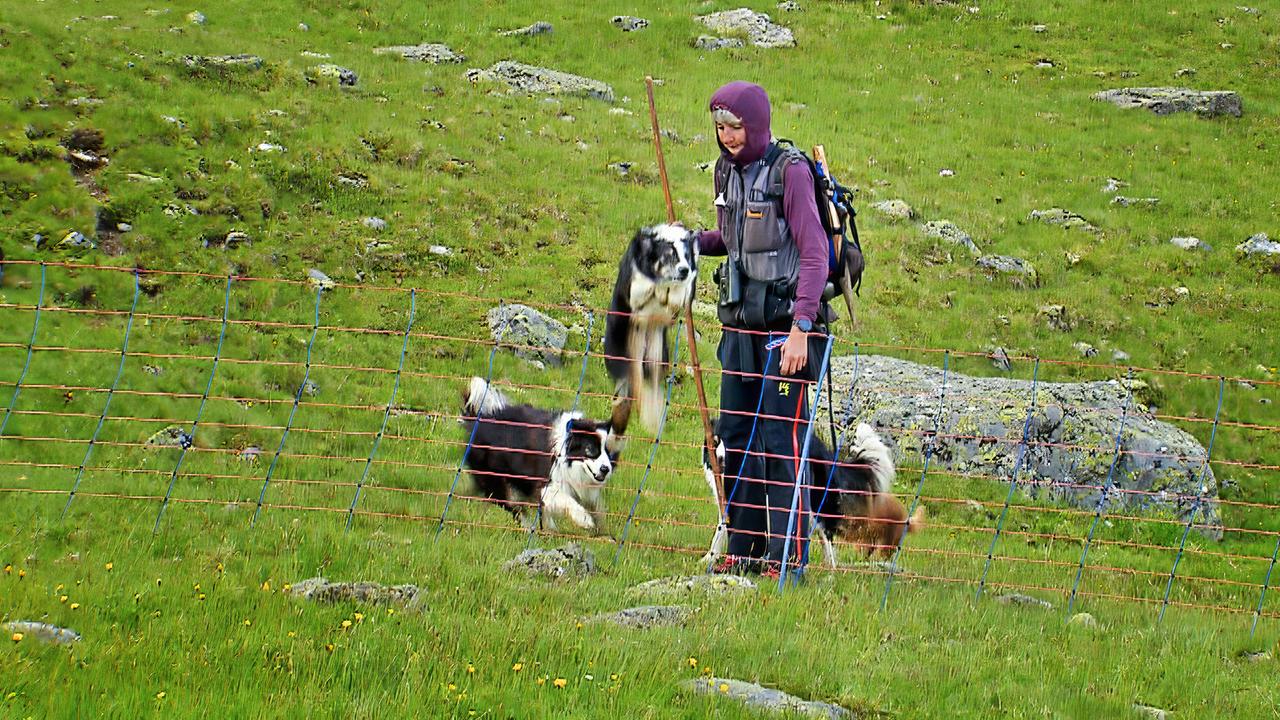 Die Hirtenhunde von Anita Gnigler springen aus dem Stand über den Weidezaun.