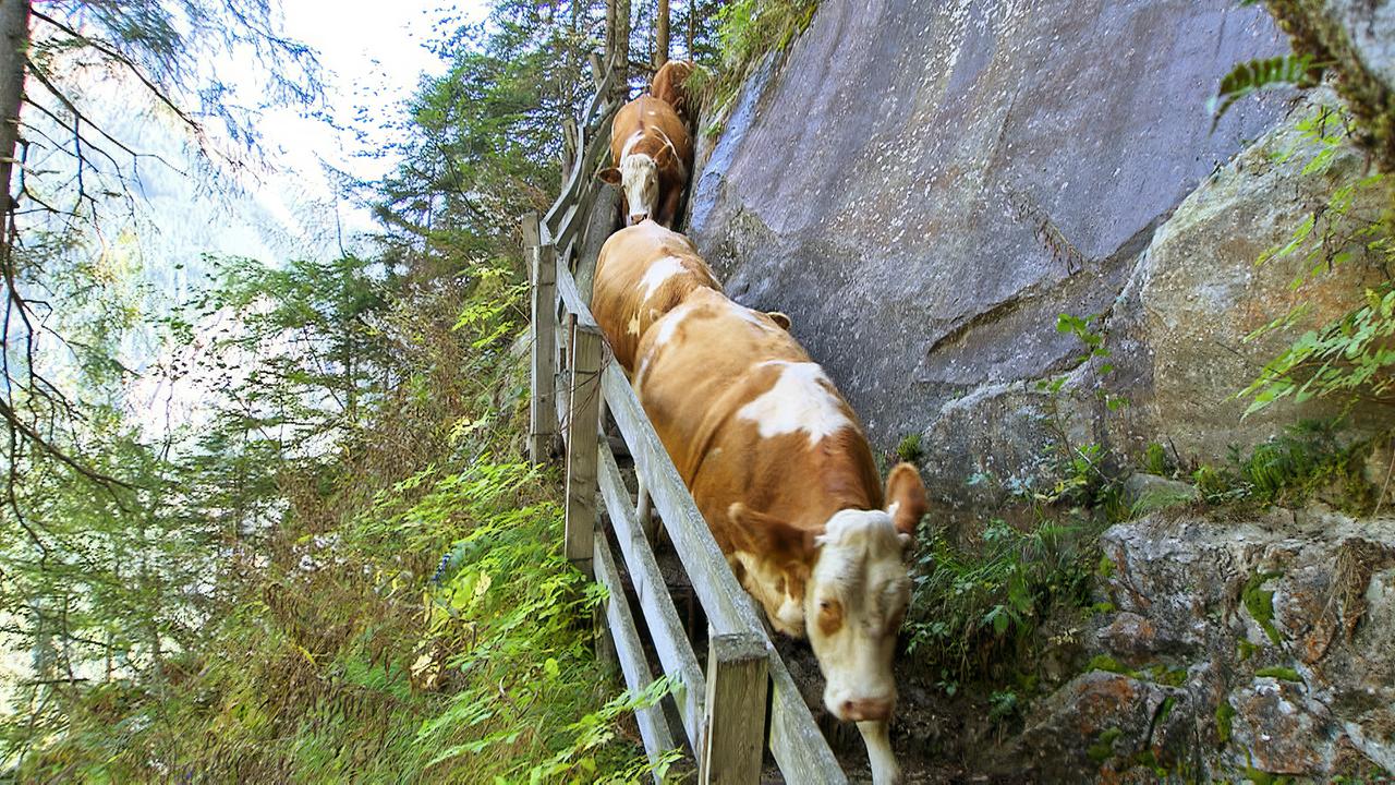 Kühe steigen einen schmalen Bergpfad hinab.