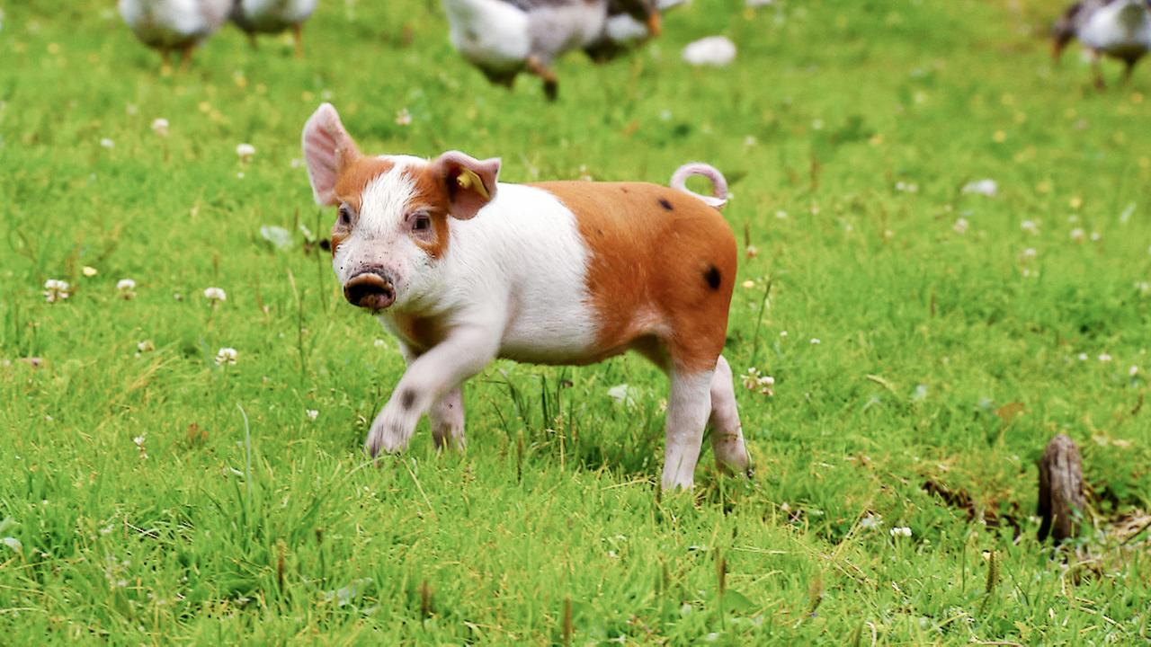 Ein Ferkel auf der Oberbrunnalm im Karwendelgebirge.